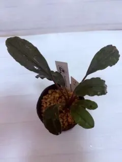 ★Bucephalandra motleyana / Miriのサムネイル