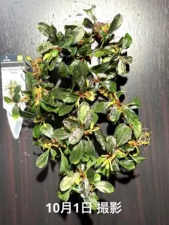 2025年最新】ブセファランドラ ティアの人気アイテム - メルカリ