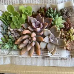 多肉植物カット苗いろいろ種類詰め合わせ