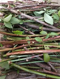 2026年最新】挿し穂の人気アイテム - メルカリ