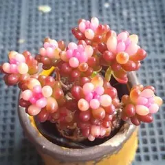 【まとめ割可】レッドベリー錦⑤★抜き苗★セダム★多肉★多肉植物★寄せ植え★