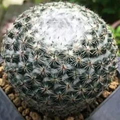 saiちゃん様 リクエスト 4点 まとめ商品