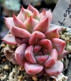 2026年最新】リエール 多肉植物の人気アイテム - メルカリ