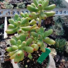 ツンツン 赤いホッペの⭐️ルビーティント⭐️多肉 7頭 寄せ植え ツンツン 赤いホッペの⭐️ルビーティント⭐️多肉 7頭 寄せ植え