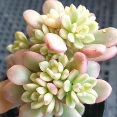 【錦Sale】ジョイスタロック錦⑪★抜き苗★セダム★多肉★多肉植物★寄せ植え★