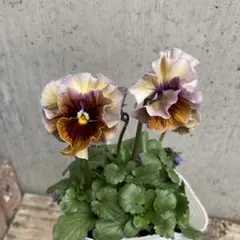 2026年最新】フェデネージュの人気アイテム - メルカリ