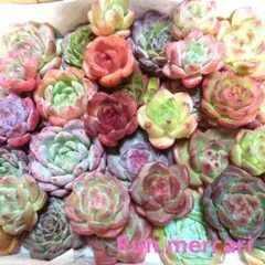 d72多肉植物エケベリア〈カット苗〉☆寄植えMIX☆