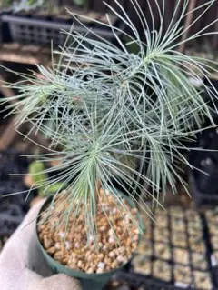 1月入荷 100粒+ マルチネスピニョンマツ 種 種子 証明書あり2807 1月入荷 100粒+ マルチネスピニョンマツ 種 種子 証明書あり2807