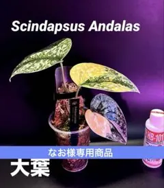 なお様 リクエスト 2点 まとめ商品