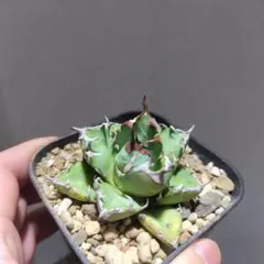 2025年最新】アガベチタノタの人気アイテム - メルカリ