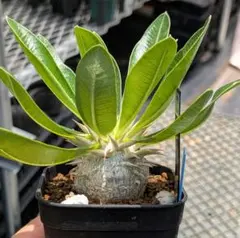 Pachypodium enigmaticum パキポディウム　エニグマチカムのサムネイル