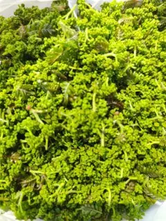 2026年最新】花山椒 100gの人気アイテム - メルカリ