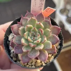 2025年最新】沙羅姫牡丹の人気アイテム - メルカリ