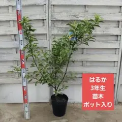 チャンドラポメロ 3年生 ポリポット入り 蕾きてます！ チャンドラポメロ 3年生 ポリポット入り 蕾きてます！ - メルカリ