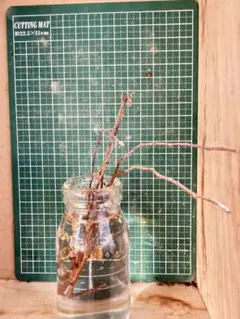 2026年最新】コミフォラ カタフの人気アイテム - メルカリ