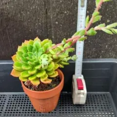 多肉植物⁂オリビア⁂抜き苗 - メルカリ