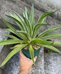 タカヤ様 リクエスト 2点 まとめ商品