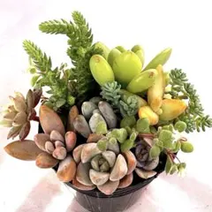 ⑤ 寄せ植えセット　多肉植物　セダム　7.5cmポット　カット苗