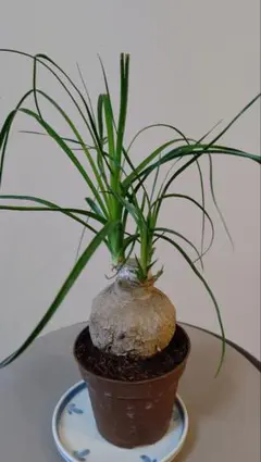 アリス様 リクエスト 2点 まとめ商品