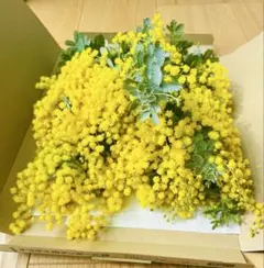 フレッシュミモザ 生花 ネコポスいっぱい⑦
