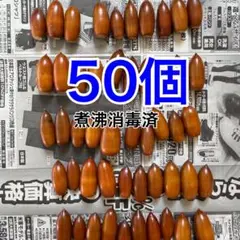 どんぐり 50個