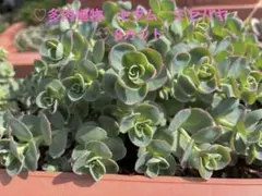 kojiguriririri 様専用♡ミセバヤ8カット＋ローズセダム　8カット