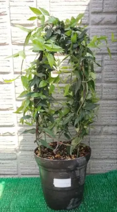 7 ジャスミン 植木鉢付き 楽チン❢