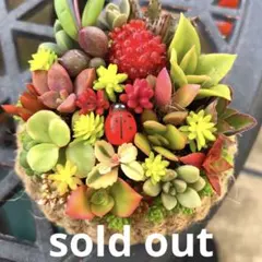 そのまま飾れる多肉植物寄せ植え　カゴ鉢　管理書付き