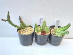 ※お問い合わせ品 ガガイモ4点セット 速達便 抜き苗