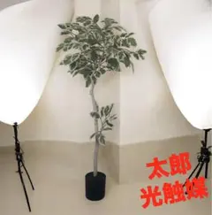 MAGIQ東京堂 大きなハート型の葉が特徴的なウンベラータ（フェイクグリーン） MAGIQ東京堂 大きなハート型の葉が特徴的なウンベラータ（フェイク