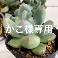 今季実生苗 中里リンゼアナXホリコロA鉢付き速達 - メルカリ