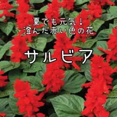 【サルビアのタネ】20粒 種子 種 花壇 夏のサムネイル