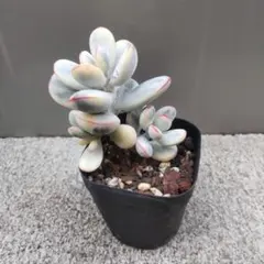 2026年最新】福娘錦の人気アイテム - メルカリ