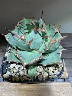 2025年最新】姫厳龍の人気アイテム - メルカリ