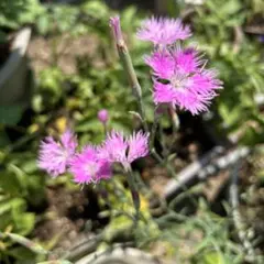 多年草 No. 245 ナデシコ 株分け苗 鮮やかなピンク色 - メルカリ
