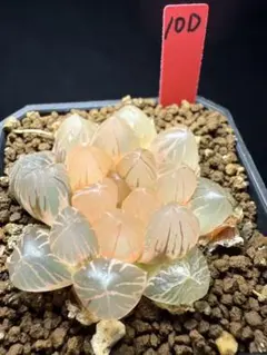 34e 多肉植物 ハオルチア 虹窓オブツーサ錦 自家繁殖 鉢植え発送