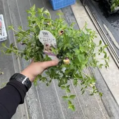 スーパートレニア2年生苗☆カタリーナ☆ラムレーズン開花苗一苗☆9