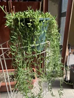 多肉植物「エンジェルティアーズ」カット苗 - メルカリ