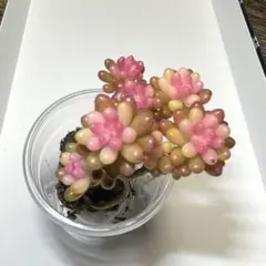 多肉植物 ❤︎ レッドベリー錦　抜き苗