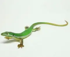 （再販版） ネイチャーテクニカラー トカゲ・ヤモリ 「アオカナヘビ（♀）」未開封のサムネイル