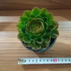 kaorin様専用ハロウィン　ラメ錦×ゴージャス×ピンクウィッチ