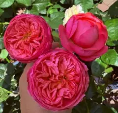 バラ苗 挿し苗 ケンジントンガーデン Kensington garden - メルカリ