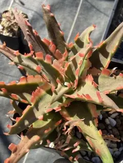 アロエ ハイブリッド Aloe hybrid 第四種 Mー10 - メルカリ