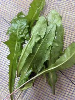 Item thumbnail for item 503d2014-b084-4e38-a7de-943d99db036e