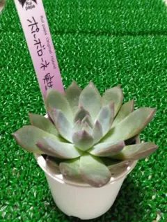 アテマハック(コロラータ)×青鬼札付きポットごとメルカリ便ルイパパさん苗 アテマハック(コロラータ)×青鬼 札付きポットごとメルカリ便