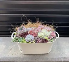 寄せ植え　多肉植物　取手付き　w
