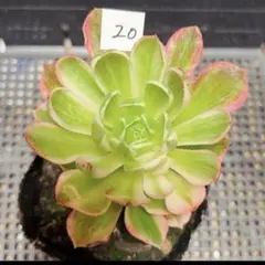 20 #多肉植物アエオニウム錦❤️ 海仙❤️1大頭 9cm拨き苗