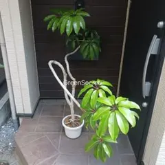 引取☆3 シェフレラ 9号 観葉植物 大型 シンボルツリー - メルカリ