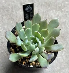 2026年最新】優木園の人気アイテム - メルカリ