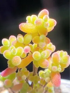 青リンゴ様 リクエスト 2点 まとめ商品